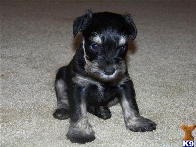 AKC Mini and Toy Schnauzer Puppies